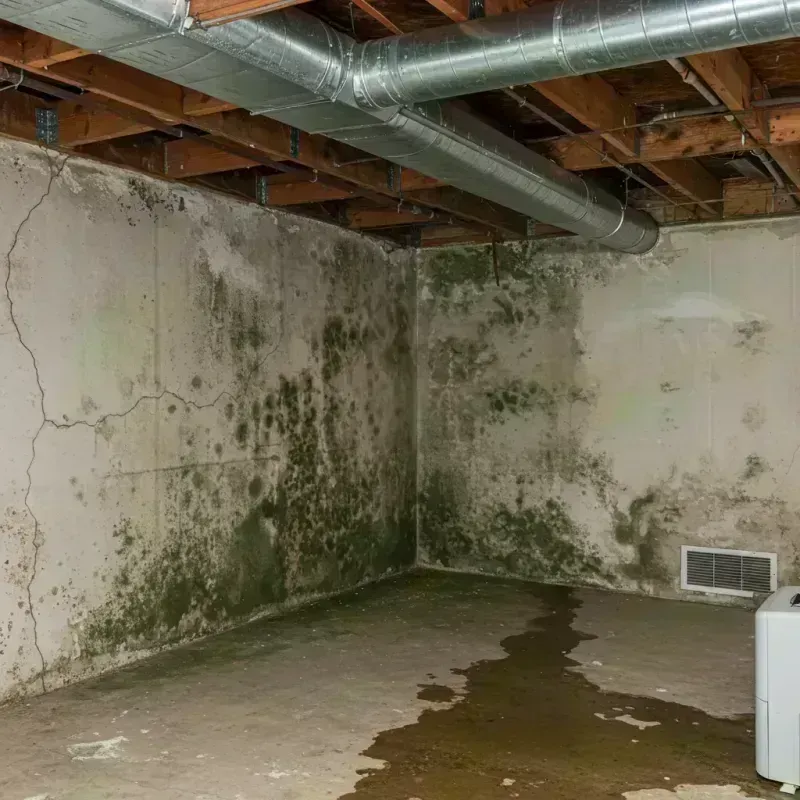 Professional Mold Removal in Aransas Pass, TX